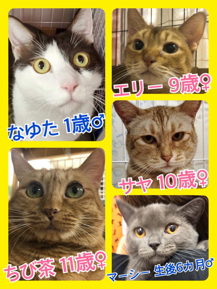 🐶🐱今日はワンワンワンニャンの日🐾今日の里親様募集中ニャンコ🐱メンバーです🐾2019,11,12